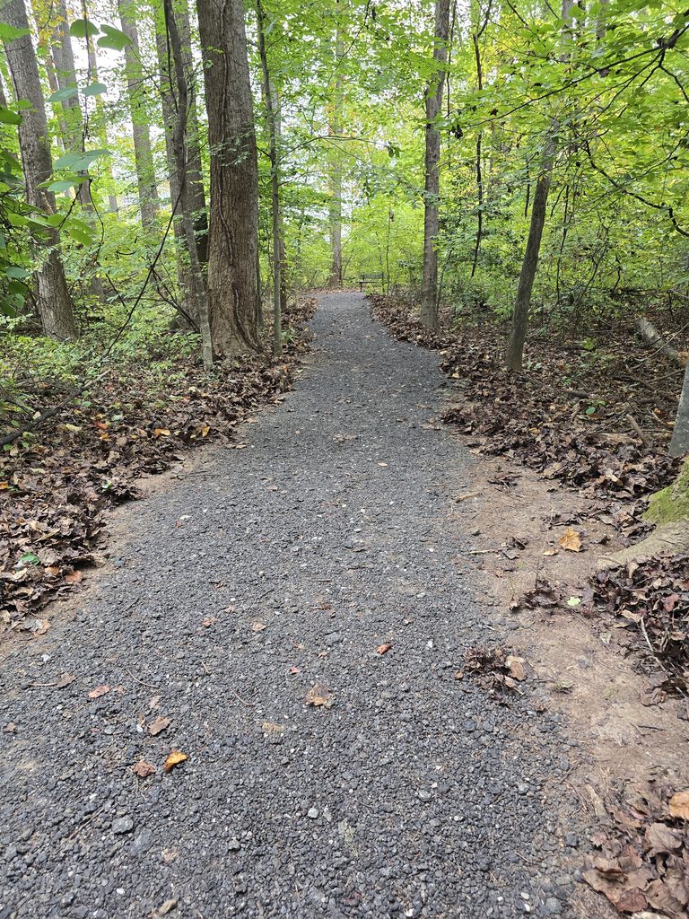 Walking through the woods